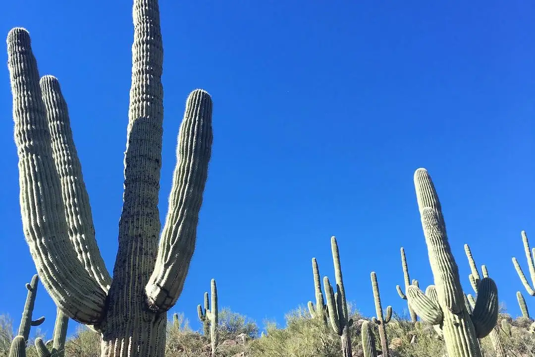 Saguaro cactus at Desert Botanical Garden.