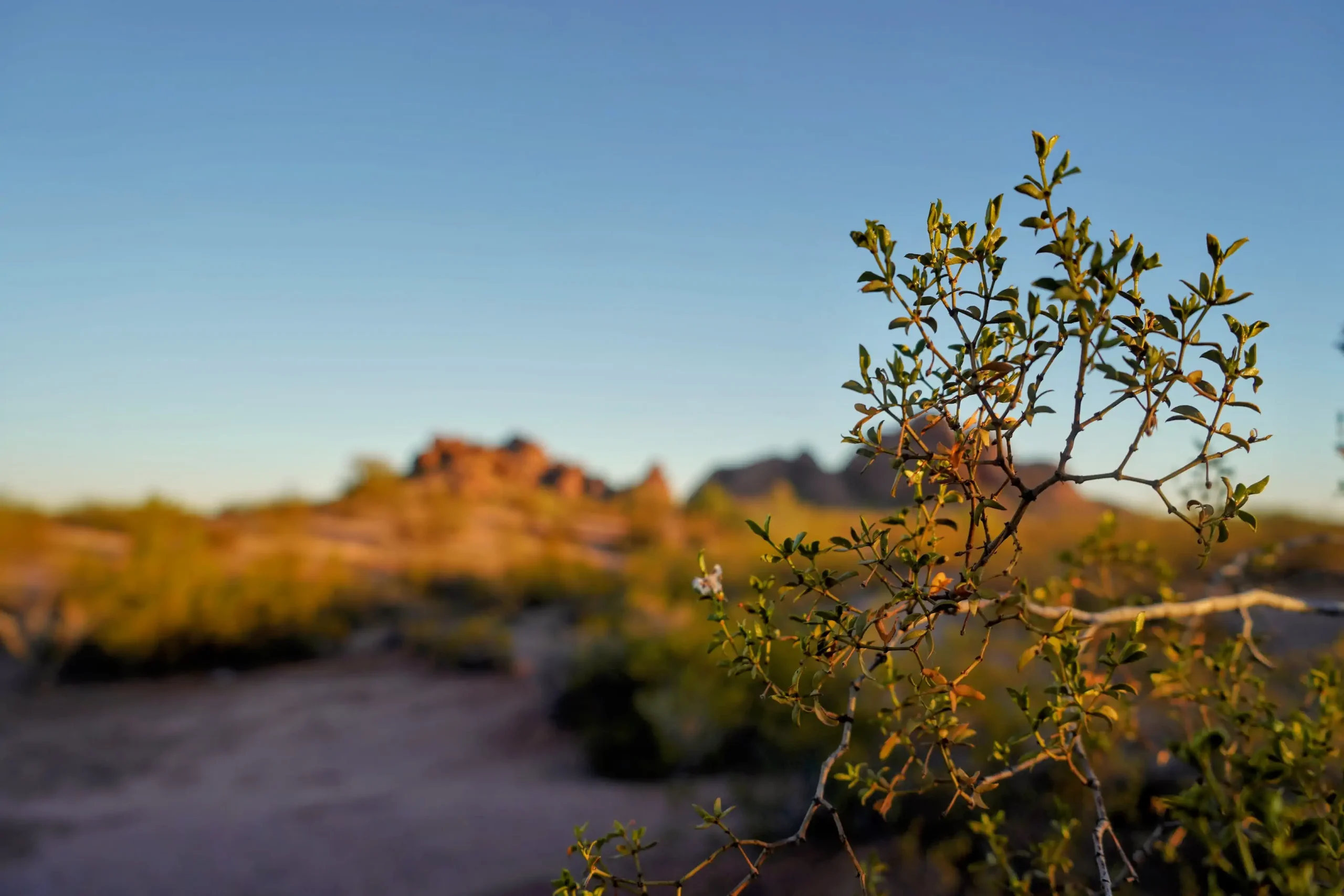 Desert plants and Papago Park rock formations at sunrise.